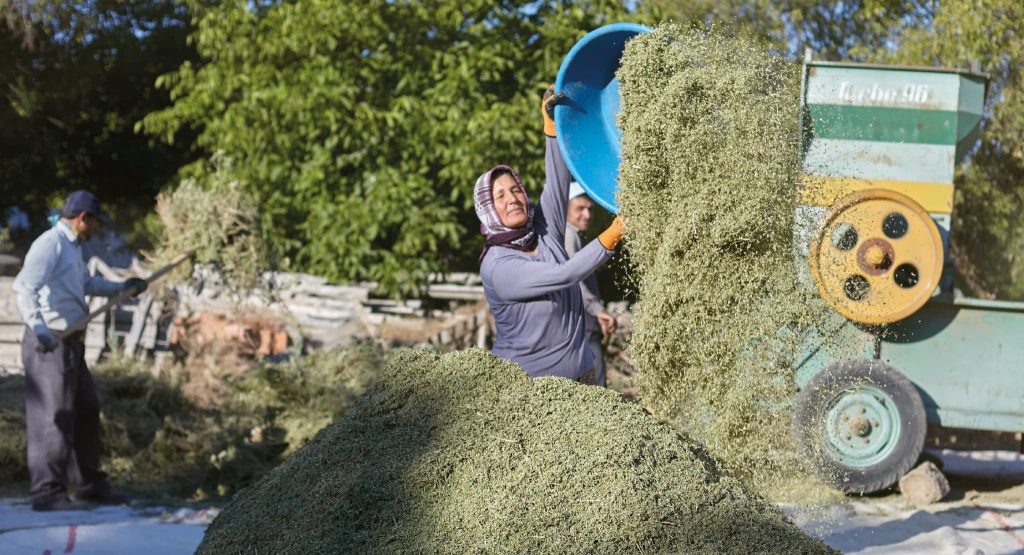 Denizlili Kekik Üreticileri, Rekolte Kaybı Nedeniyle Kan ağlıyor...