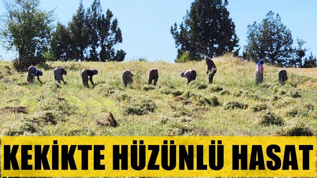 Denizlili Kekik Üreticileri, Rekolte Kaybı Nedeniyle Kan ağlıyor...
