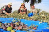 Denizlili Zeytin Üreticisine, Zeytin Eleme Makinası Desteği Verilecek...