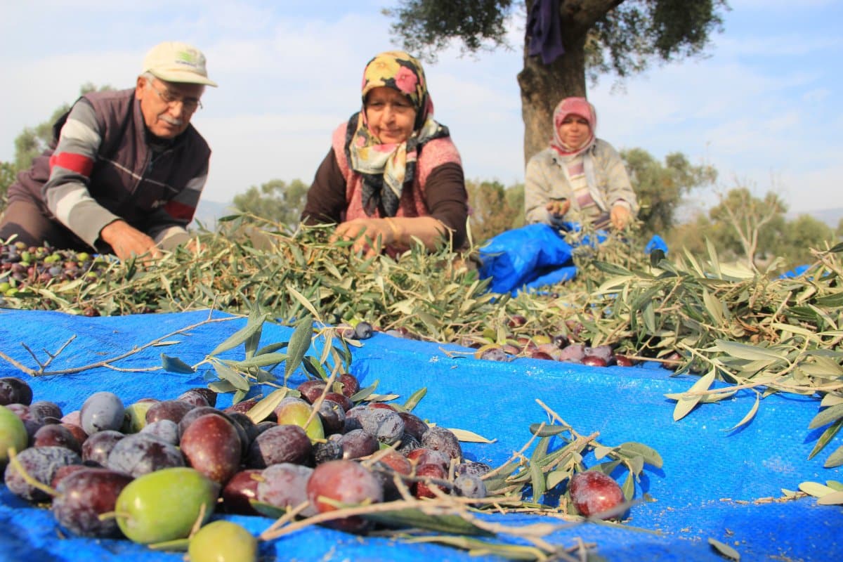 Denizlili Zeytin Üreticisine, Zeytin Eleme Makinası Desteği Verilecek…