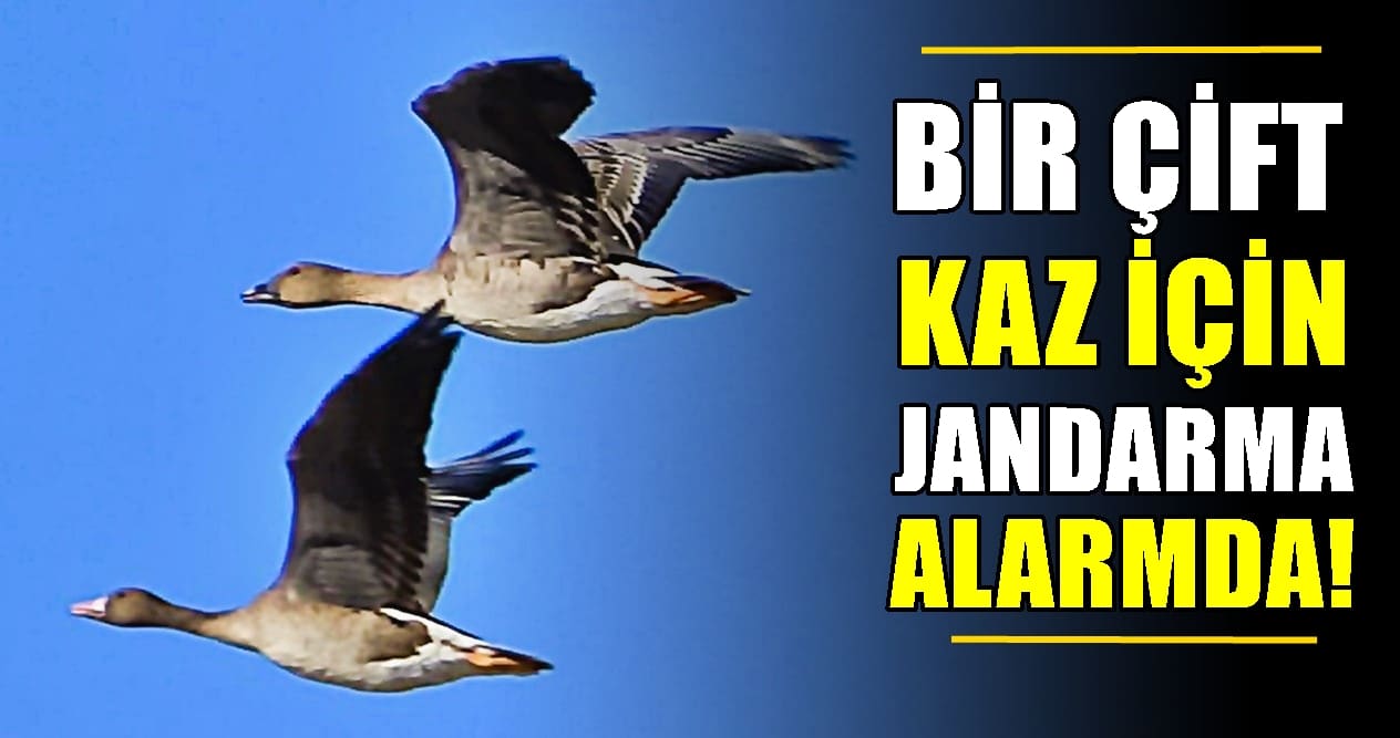 Türkiye’de çok Nadir, Denizli’de İlk Kez Görüldüler…