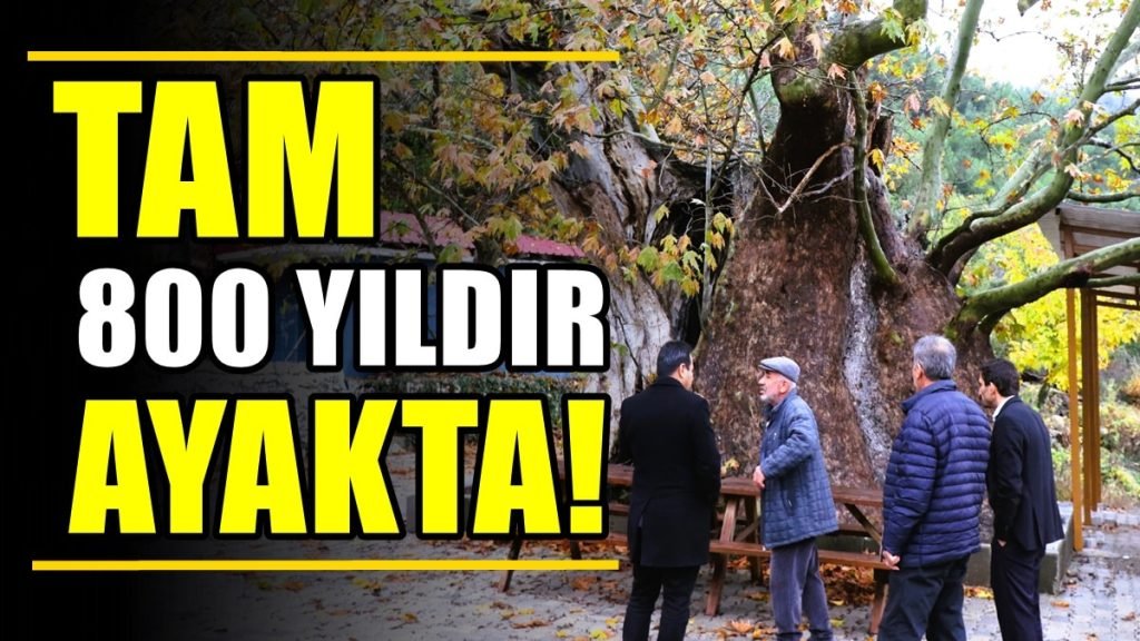 Asırlara Meydan Okuyan Çınar İçin Anıt Ağaç Başvurusu Yapıldı...