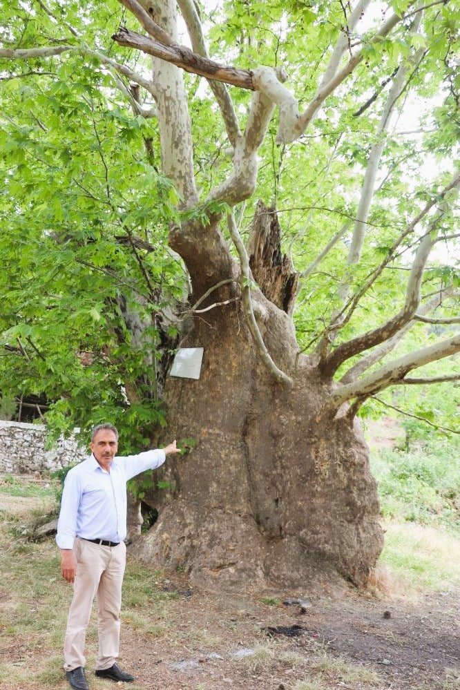 Asırlara Meydan Okuyan Çınar İçin Anıt Ağaç Başvurusu Yapıldı...