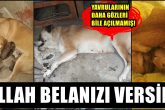 Denizli, 3 Gün Boyunca Devam Eden Hayvan Katliamına Sahne Oldu...