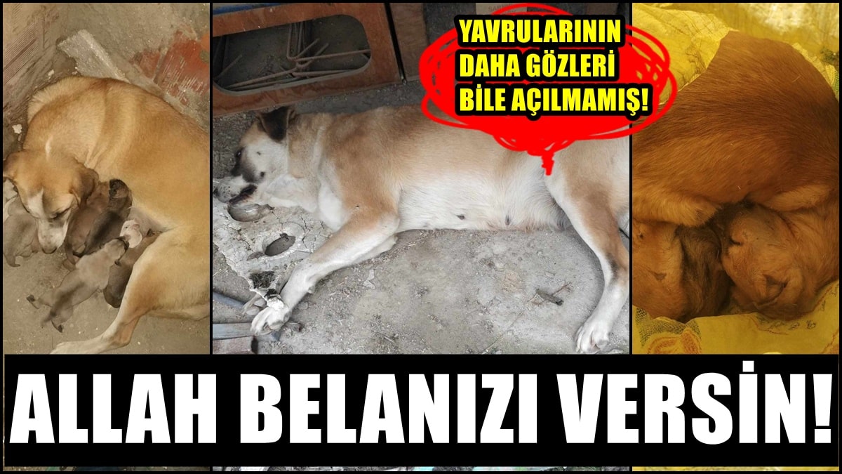 Denizli, 3 Gün Boyunca Devam Eden Hayvan  Katliamına Sahne Oldu…
