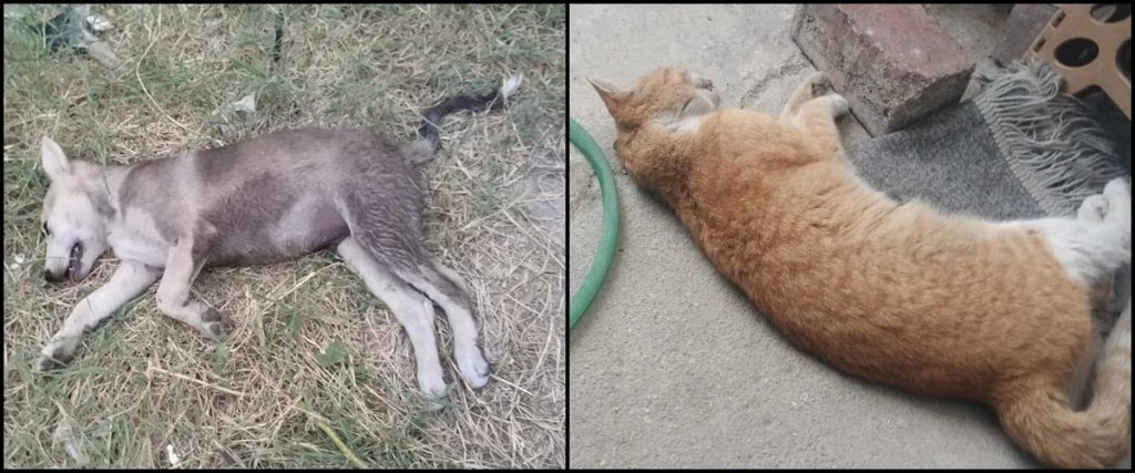 Denizli, 3 Gün Boyunca Devam Eden Hayvan Katliamına Sahne Oldu...