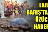 1.5 Yılda 4 Bin Kilometre Kat Eden Lara Barış'tan Haber Alınamıyor...