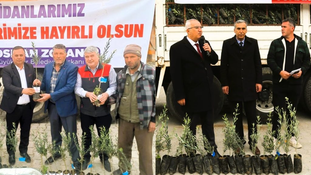 Çal ve Çameli’ye, Büyükşehirden Zeytin Fidanı Desteği…