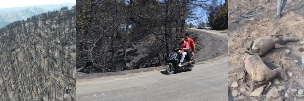Denizli'deki Yangın Felaketi 12 Saat Sonra Kontrol Altına Alınabildi...