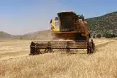 Denizlili Çiftçiler, Kuraklık Yüzünden Yarıya Düşen Rekolte Nedeniyle Mutsuz...