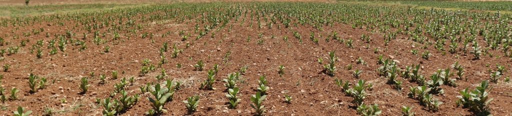 Denizlili Çiftçiler, Kuraklık Yüzünden Yarıya Düşen Rekolte Nedeniyle Mutsuz...