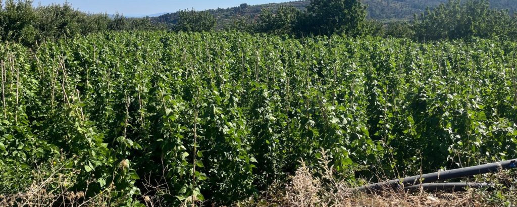 Denizlili Fasulye Üreticileri, Verimli Bir Hasat Döneminin Sevincini Yaşıyor...
