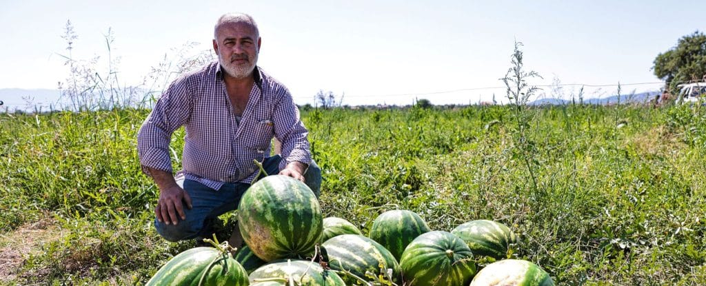Denizlili Karpuz Üreticilerinin İmdadına, Başkan Çavuşoğlu Yetişti...