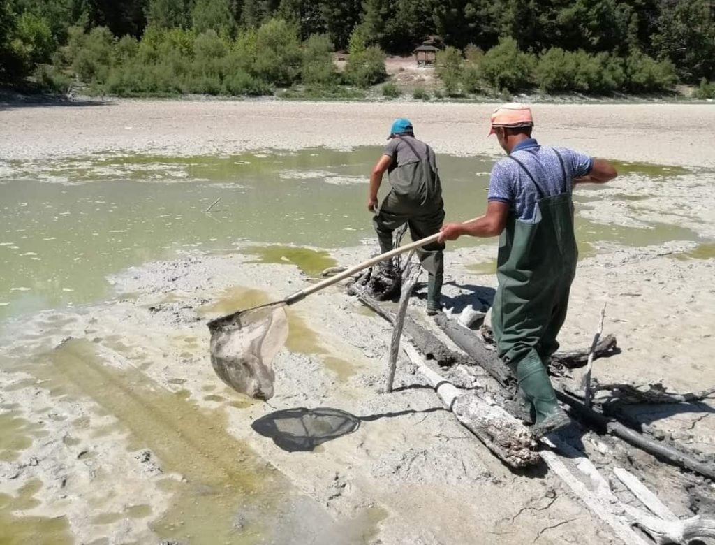 Denizli Kolak Gölü Kurudu, Balıklar Tek Tek Toplandı... 
