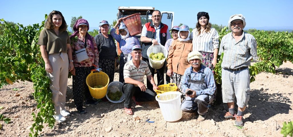 Denizli’nin Üzüm Cenneti Bekilli’de Hasat Başladı...