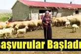Denizli Honaz Belediyesi Kadın Üreticilere Sakız Koyunu Desteği Sağlayacak