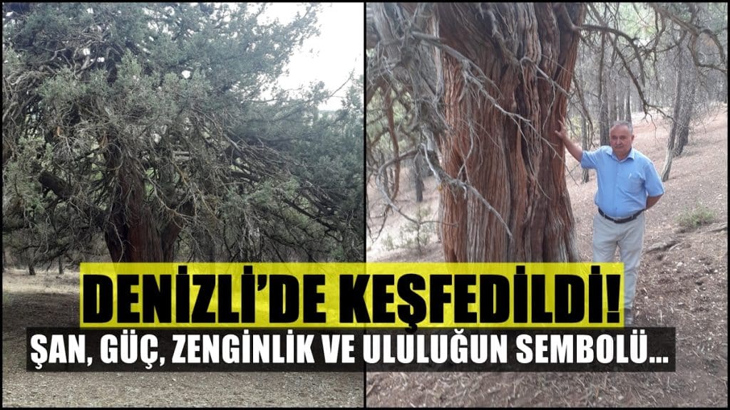 Denizli’de Keşfedilen Ardıç Ağacı Anıt Olma Yolunda...