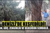 Denizli’de Keşfedilen Ardıç Ağacı Anıt Olma Yolunda...