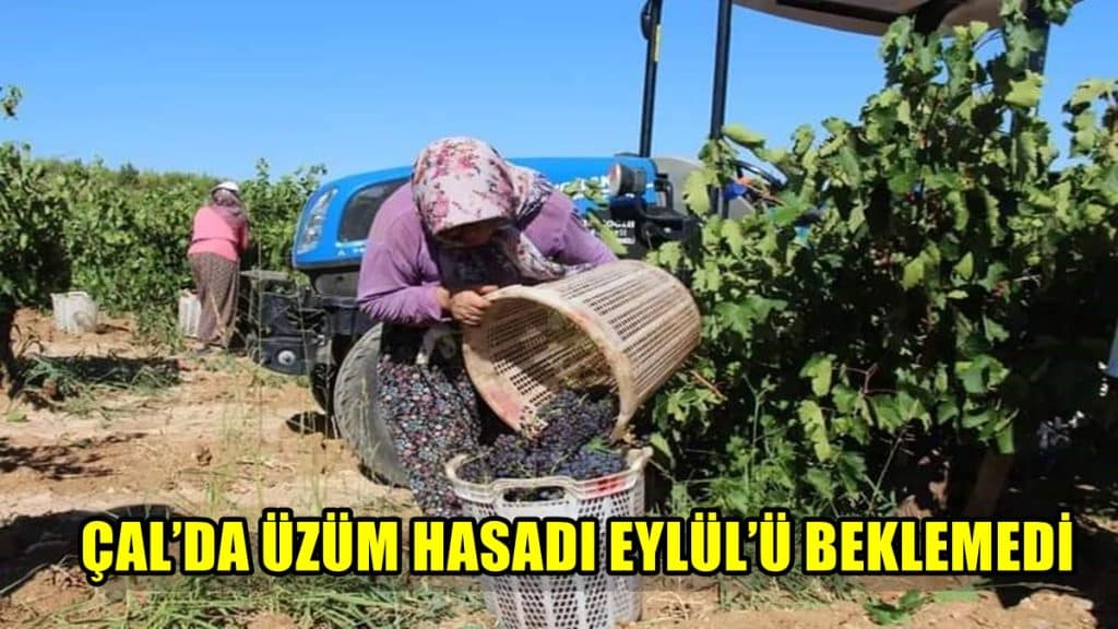 Denizli’nin Çal ilçesinde Üzüm Hasadı Küresel Isınma Sebebiyle Zamanından Önce Başladı