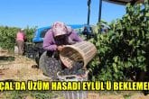 Denizli’nin Çal ilçesinde Üzüm Hasadı Küresel Isınma Sebebiyle Zamanından Önce Başladı