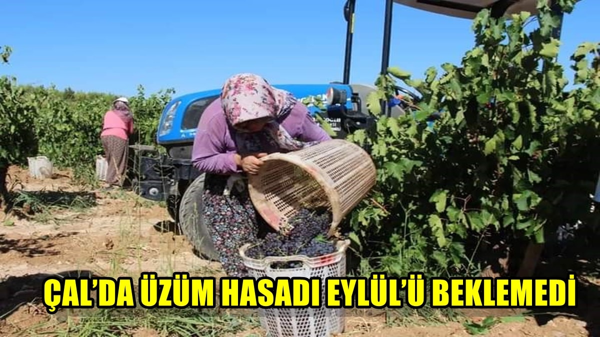 Denizli’nin Çal İlçesinde Üzüm Hasadı Zamanından Önce Başladı… 