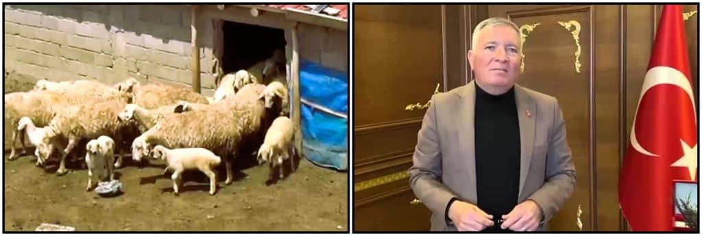 Denizli Honaz Belediyesi Kadın Üreticilere Sakız Koyunu Desteği Sağlayacak