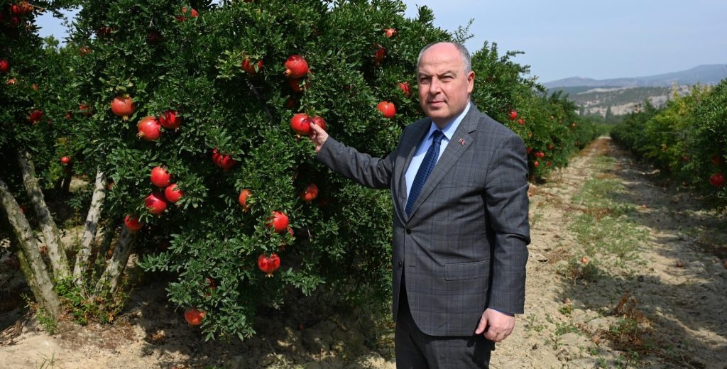 Denizli’nin Bereketli Narlarında Hasat Başladı...