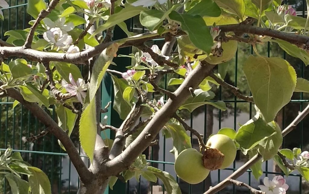 Görenler Hayret Etti, Hem Meyvesi Var Hem Çiçeği... 