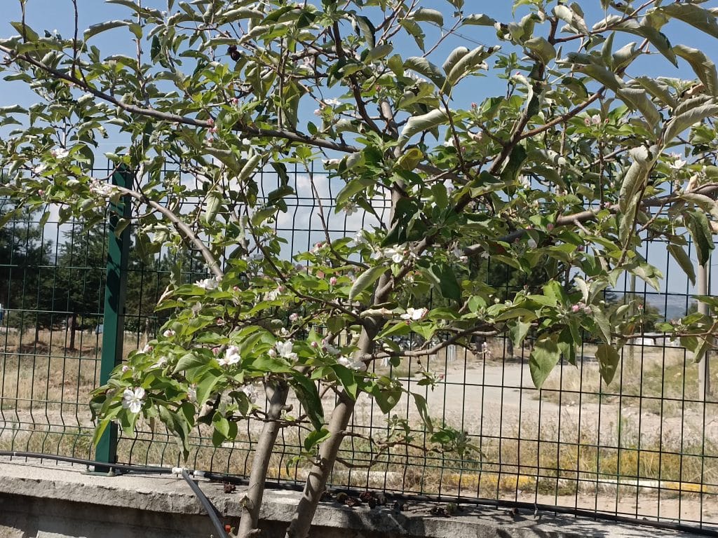 Görenler Hayret Etti, Hem Meyvesi Var Hem Çiçeği...