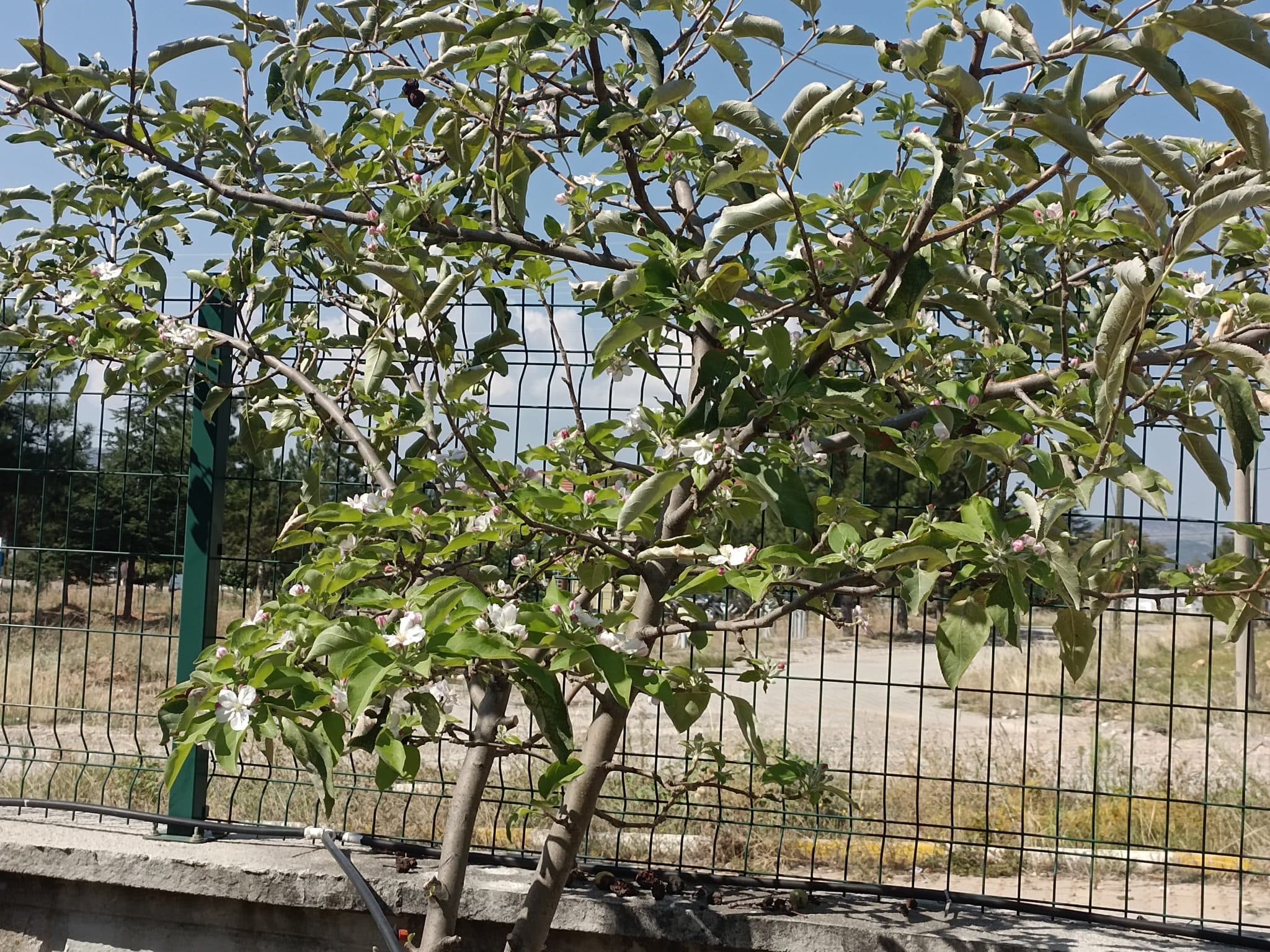 Görenler Hayret Etti, Hem Meyvesi Var Hem Çiçeği…