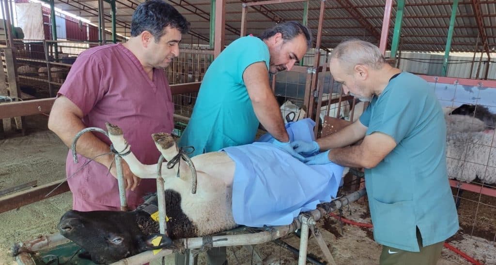 Koyunlarda Tüp Bebek Yöntemi Denizli'de İlk Kez Uygulandı...