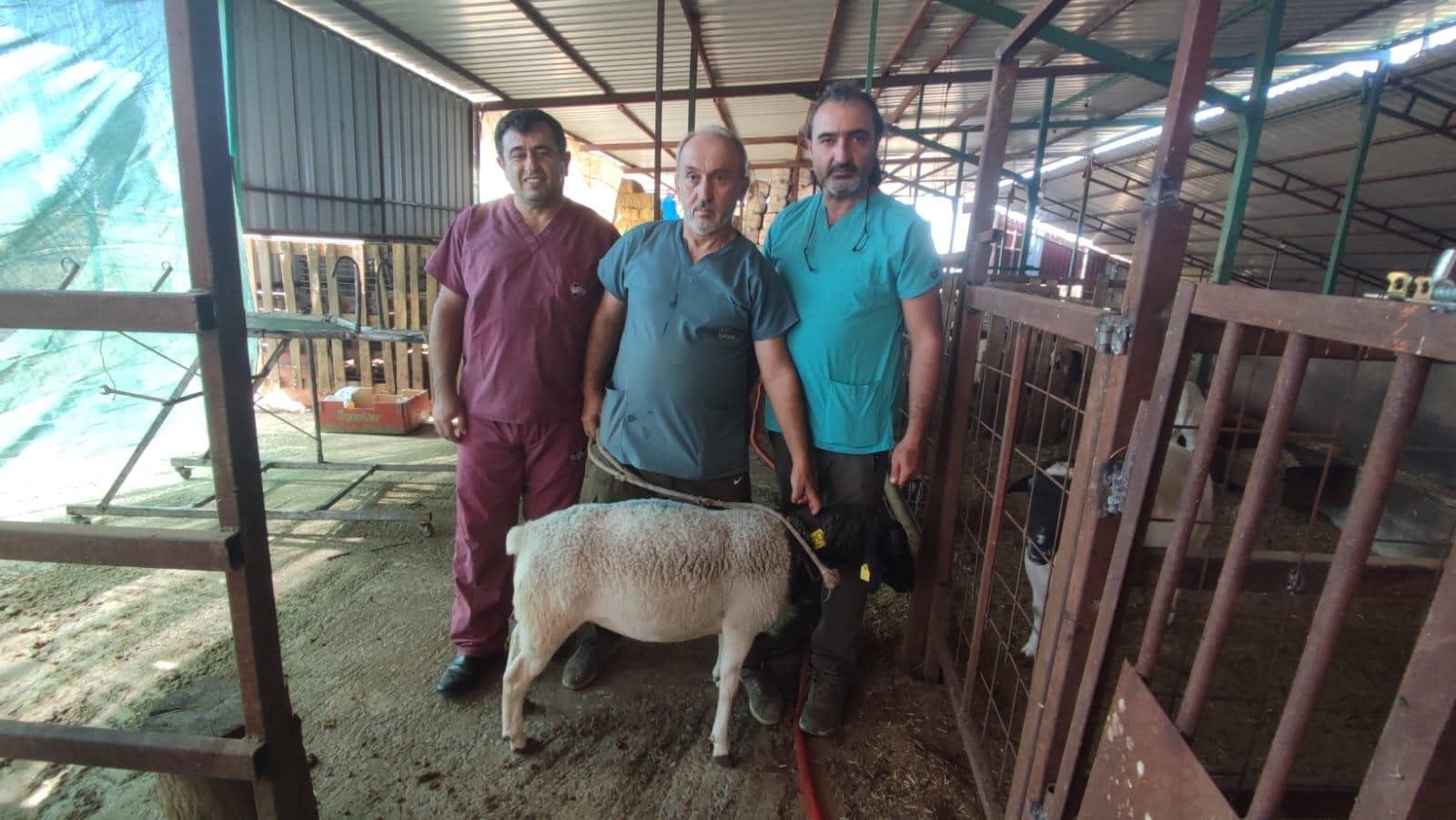 Koyunlarda Tüp Bebek Yöntemi Denizli’de İlk Kez Uygulandı… 