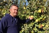 Denizli Ayvasında Hasat Başladı, Üreticilerde Yüzler Güldü...