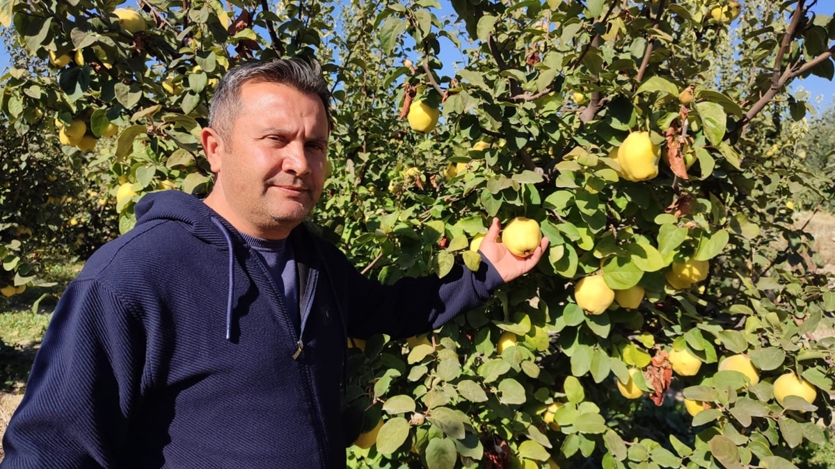 Denizli Ayvasında Hasat Başladı, Üreticilerde Yüzler Güldü…