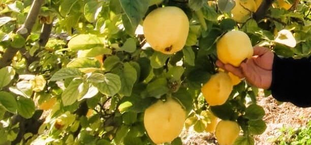 Denizli Ayvasında Hasat Başladı, Üreticilerde Yüzler Güldü...