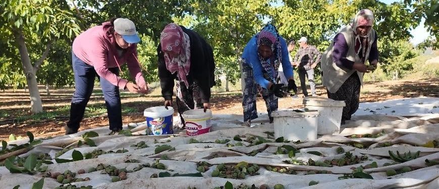 Denizli’nin Ceviz Üretiminde Yükseliş Bekleniyor...