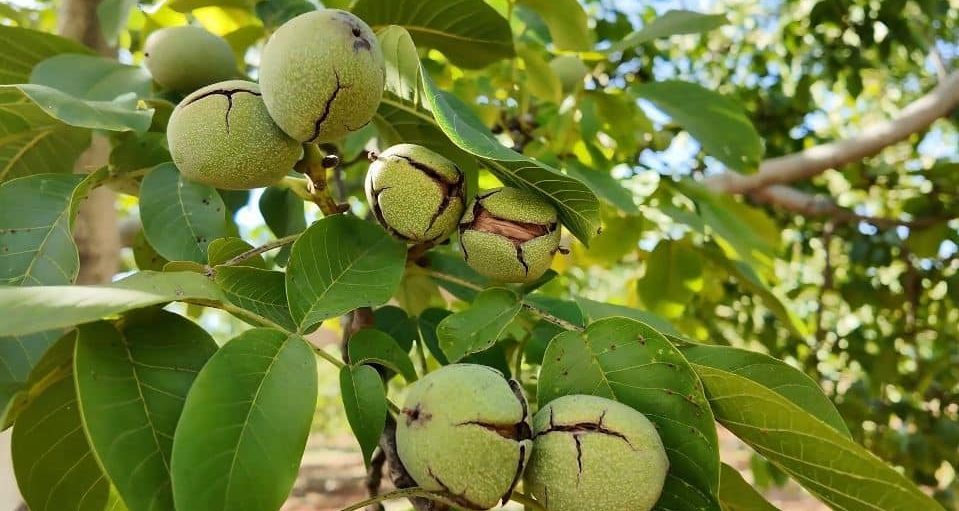 Denizli’nin Ceviz Üretiminde Yükseliş Bekleniyor… 