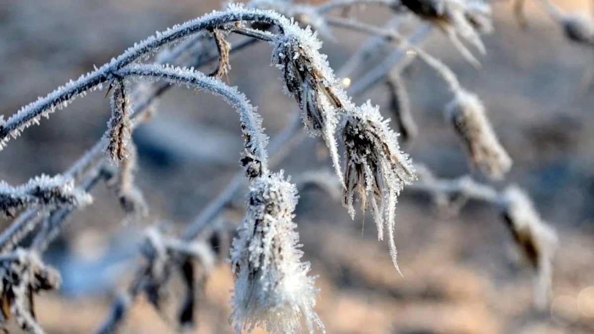 Meteoroloji Uyardı, Denizli’de Zirai Don Bekleniyor… 
