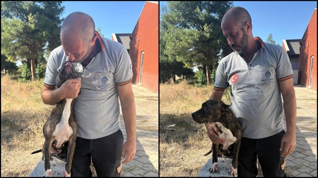Denizli Büyükşehir, Yasaklı Irk Köpeklerle İlgili İddiaları Yalanladı...