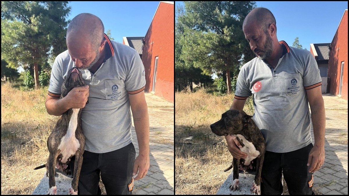Denizli Büyükşehir, Yasaklı Irk Köpeklerle İlgili İddiaları Yalanladı… 