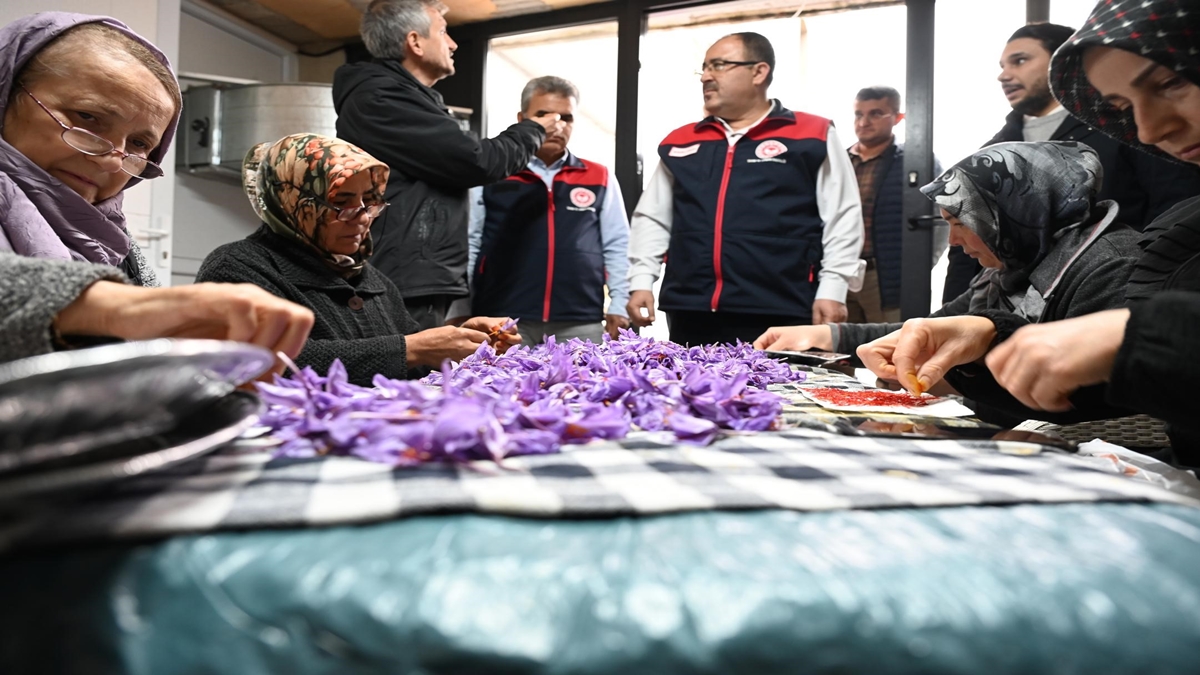 Topraksız Dikey Tarım ile Üretilen Kırmızı Altında Hasat Heyecanı… 