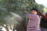 Zeytin Üretiminde Denizli, Türkiye’de 14. Ege’de 5. Sırada...