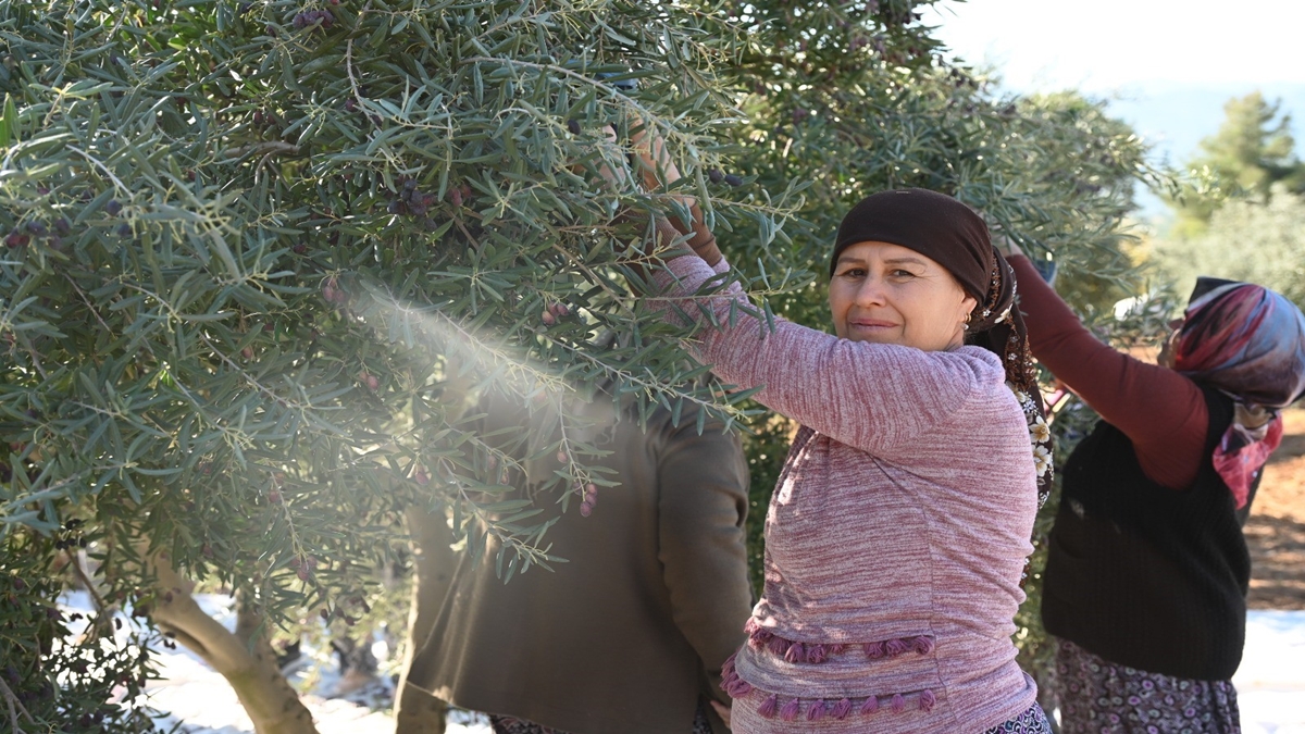 Zeytin Üretiminde Denizli, Türkiye’de 14. Ege’de 5. Sırada… 