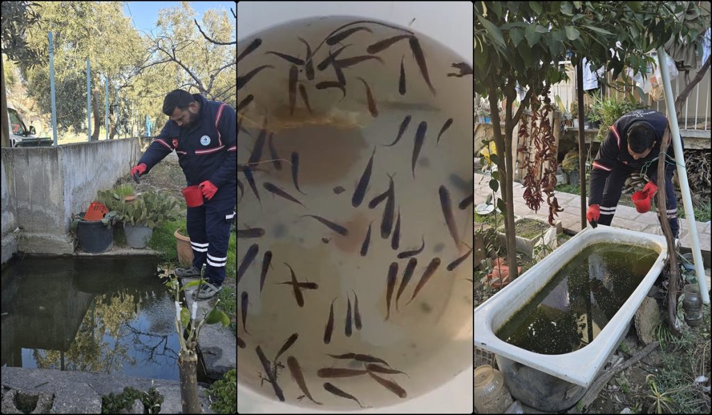 Pamukkale’de Sivrisinekle Balıklı Mücadele...
