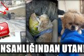 Denizli'de Bir Kadın, Yavru Köpeği Ayaklarından Bağlayarak Çöp Konteynerine Attı... | Şifre Haber - Denizli Haberleri I