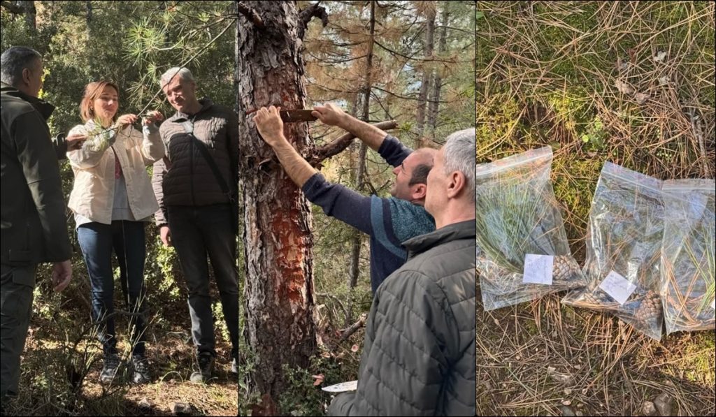 Denizli’de Kuruyan Karaçamlar İçin İnceleme Yapıldı...