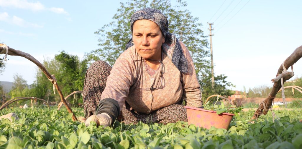 Başkanlardan Tütüncülere Çağrı Avans Yoksa Üretim de Yok...