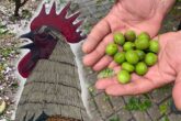 Denizli’de Dolu Hem Çiftçiyi Hem Horozu Vurdu...