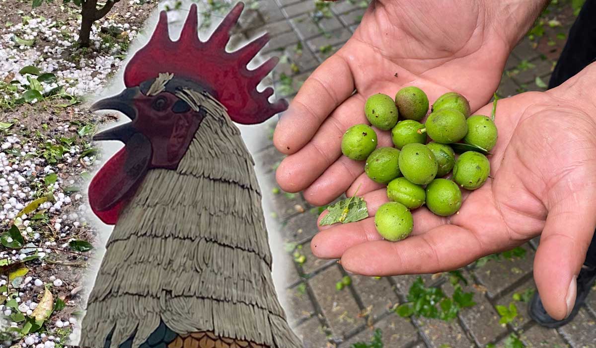 Denizli’de Dolu Hem Çiftçiyi Hem Horozu Vurdu… 