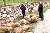 Çameli’nde Kurtlar Kurbanlıkları Telef Etti... 